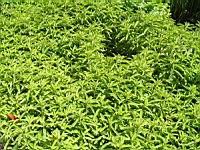 Lysimachia barystachys (fam Primulacees) (Asie de l'est) (1) (Photo F. Mrugala)